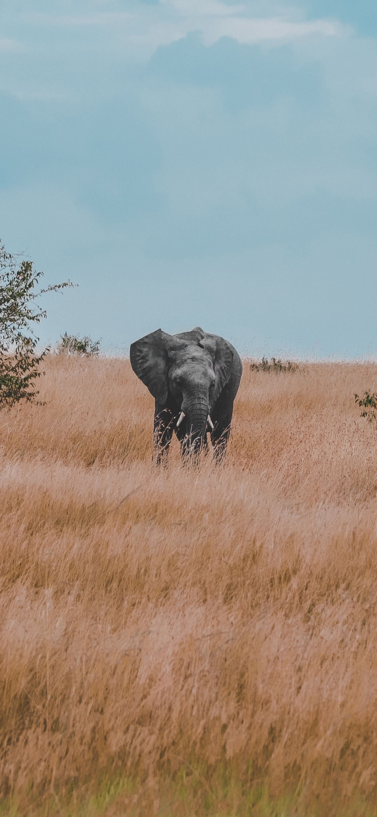 Safari, 野生动物, 稀树草原, 非洲象, 时钟 壁纸 1242x2688 允许