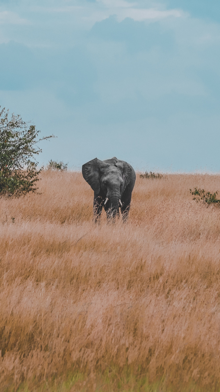 Safari, 野生动物, 稀树草原, 非洲象, 时钟 壁纸 750x1334 允许