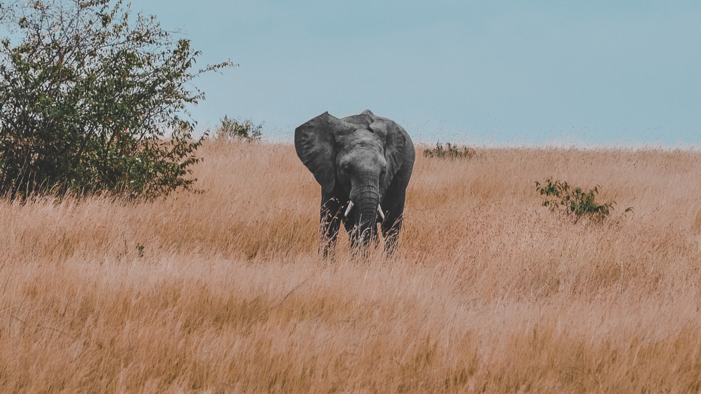 Schwarzer Elefant Auf Brauner Wiese Tagsüber. Wallpaper in 1366x768 Resolution