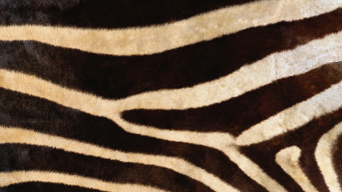 Schwarz-weißes Zebra-Textil. Wallpaper in 1366x768 Resolution