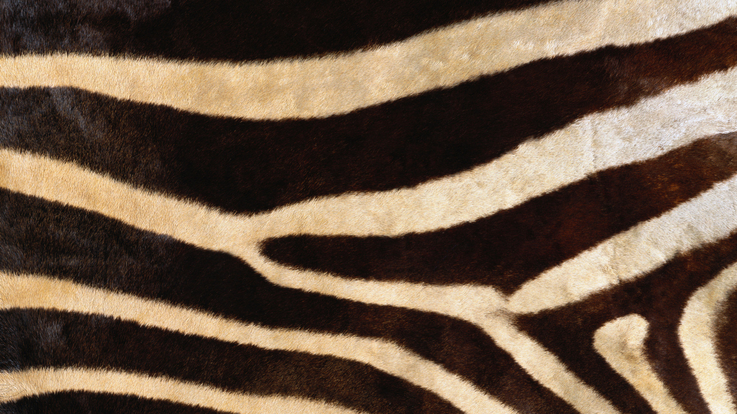 Textil Cebra Blanco y Negro. Wallpaper in 2560x1440 Resolution