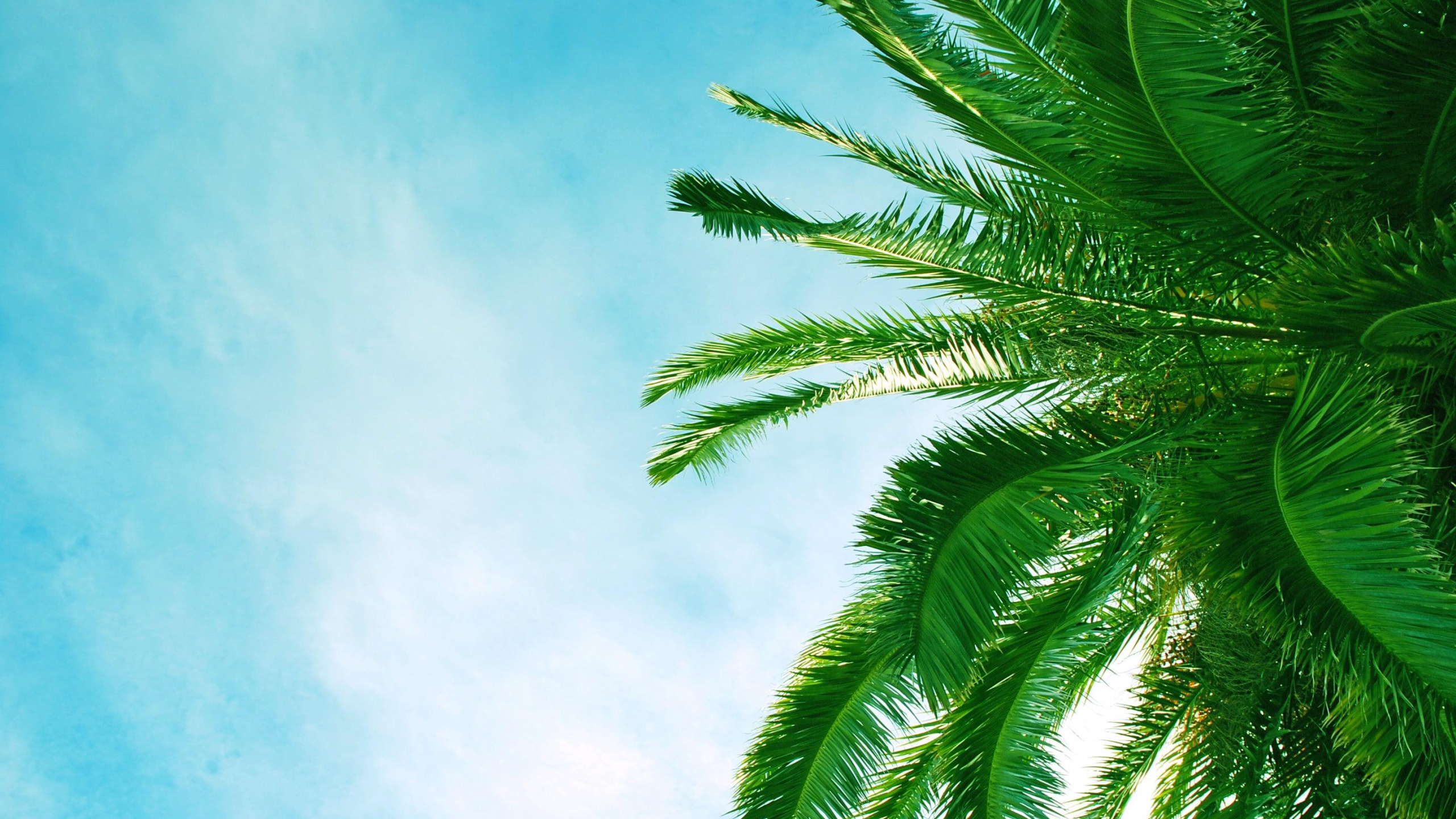 Palmera Verde Bajo un Cielo Azul Durante el Día. Wallpaper in 2560x1440 Resolution