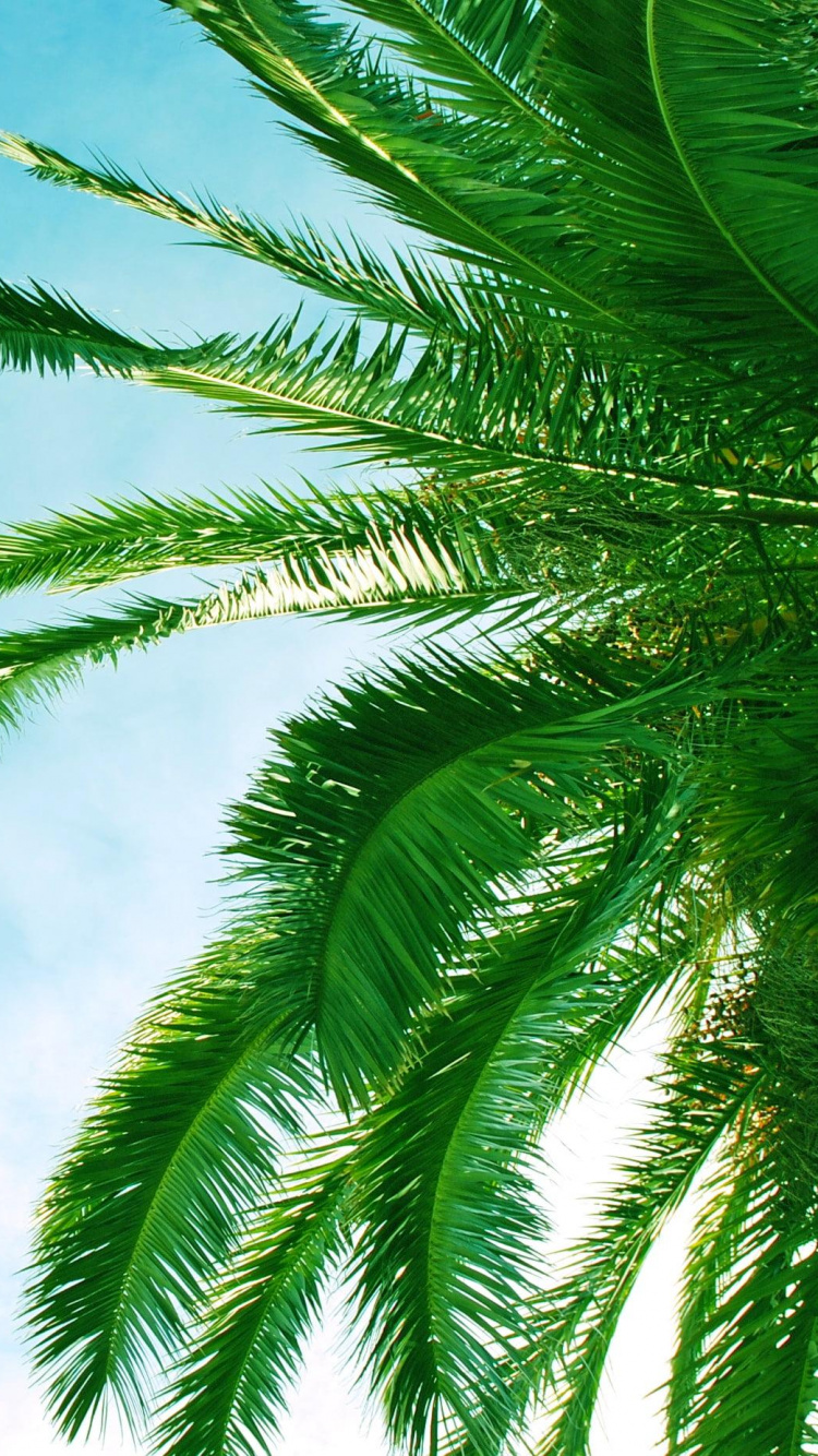Palmera Verde Bajo un Cielo Azul Durante el Día. Wallpaper in 750x1334 Resolution