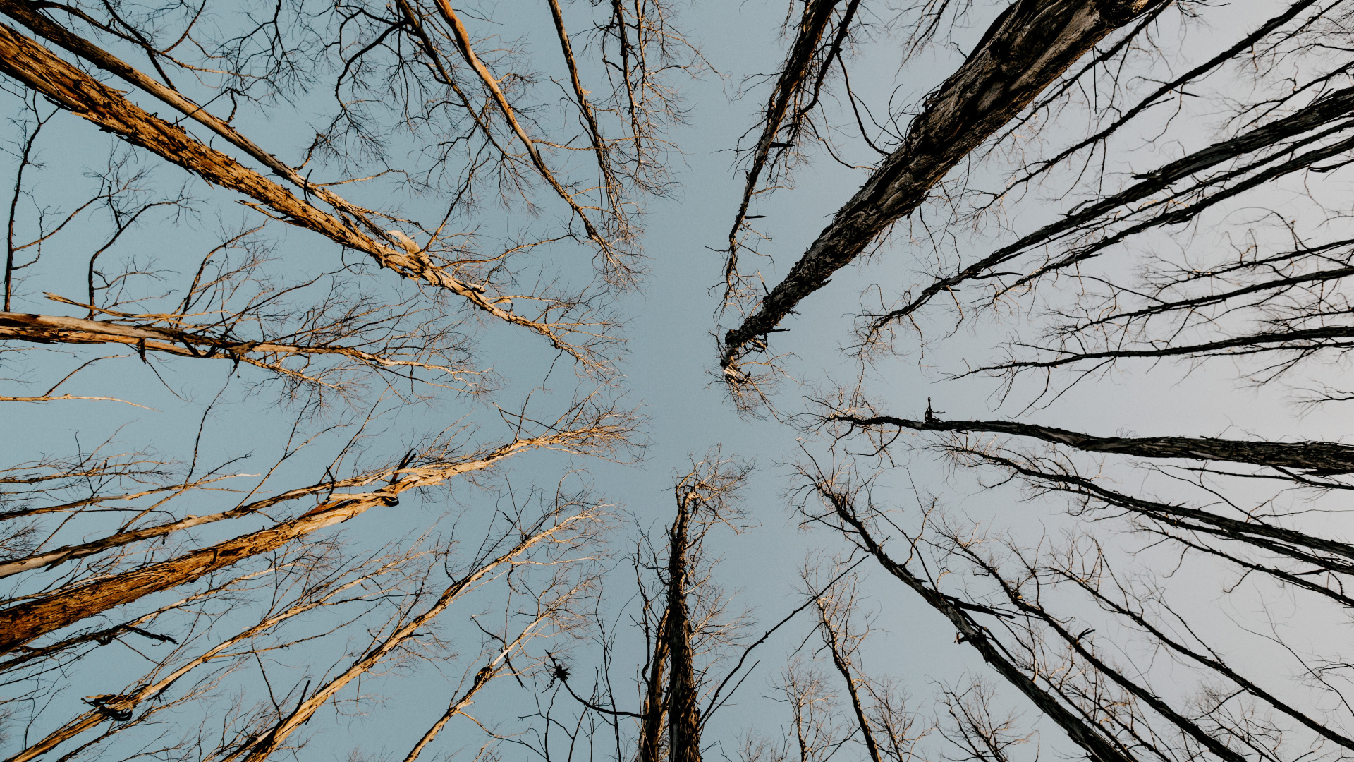 Bois Franc, Rameau, Symétrie, Bouleau, Ligne. Wallpaper in 1920x1080 Resolution