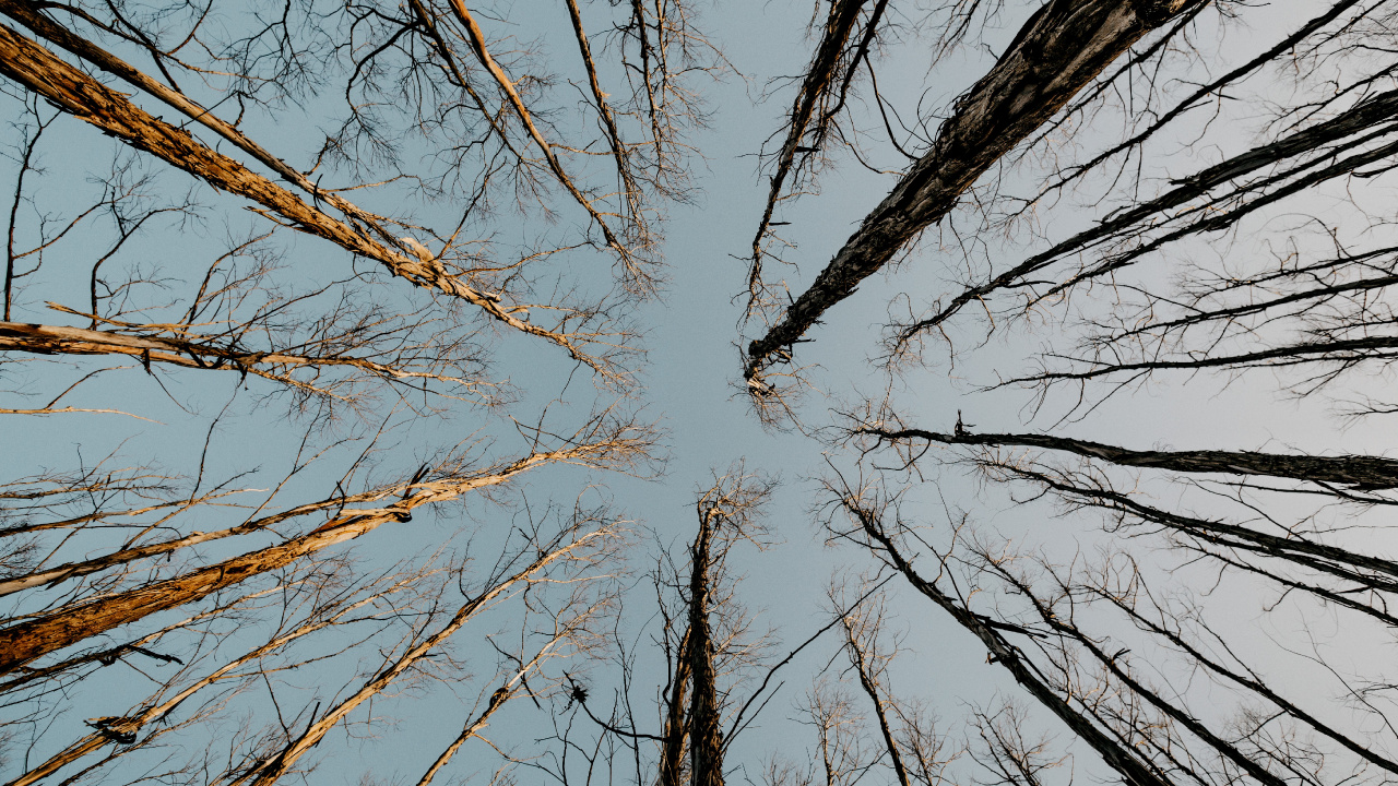 Hardwood, Twig, Plant, Wood, Gun Barrel. Wallpaper in 1280x720 Resolution