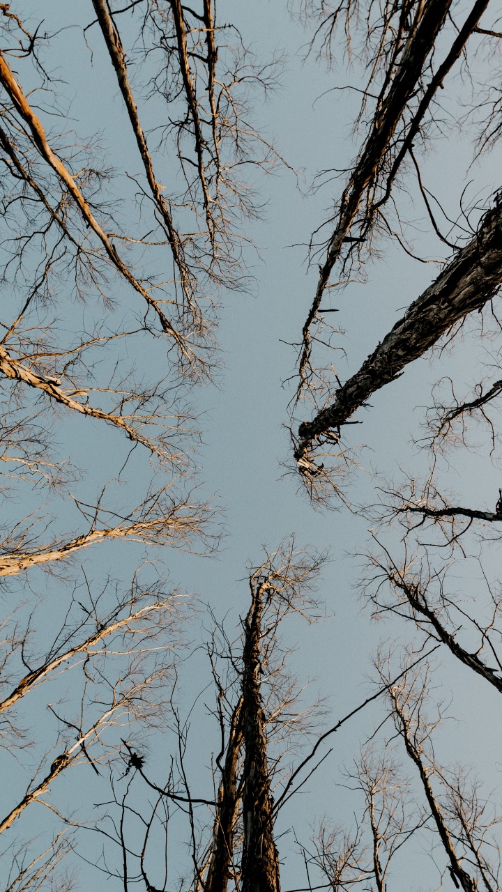 Hardwood, Twig, Plant, Wood, Gun Barrel. Wallpaper in 720x1280 Resolution