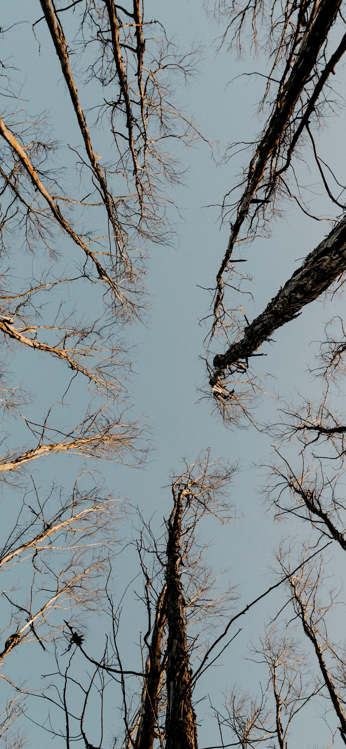 硬木, 树枝, 木, 枪筒, 对称 壁纸 1125x2436 允许