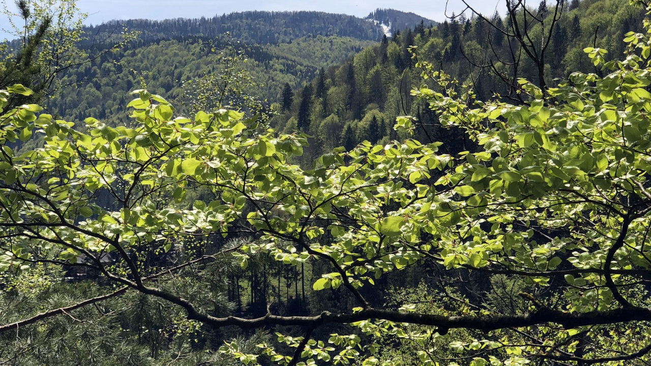 Vegetation, Nature, Branch, Natural Environment, Leaf. Wallpaper in 1280x720 Resolution