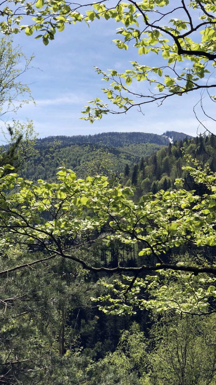 Vegetation, Nature, Branch, Natural Environment, Leaf. Wallpaper in 720x1280 Resolution