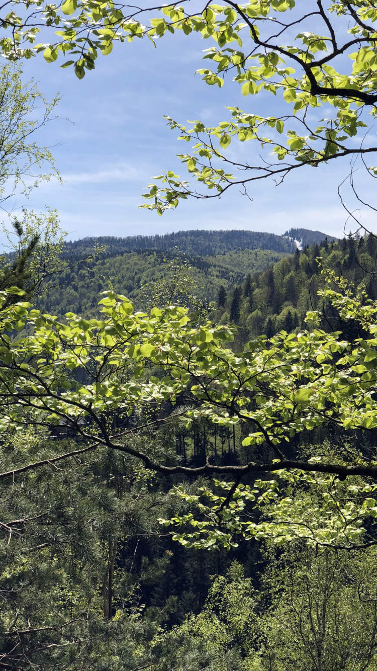 Vegetation, Nature, Branch, Natural Environment, Leaf. Wallpaper in 750x1334 Resolution