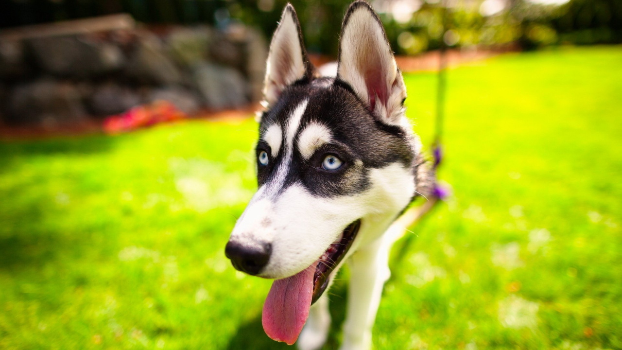 Chiot Husky Sibérien Noir et Blanc Sur L'herbe Verte Pendant la Journée. Wallpaper in 1280x720 Resolution