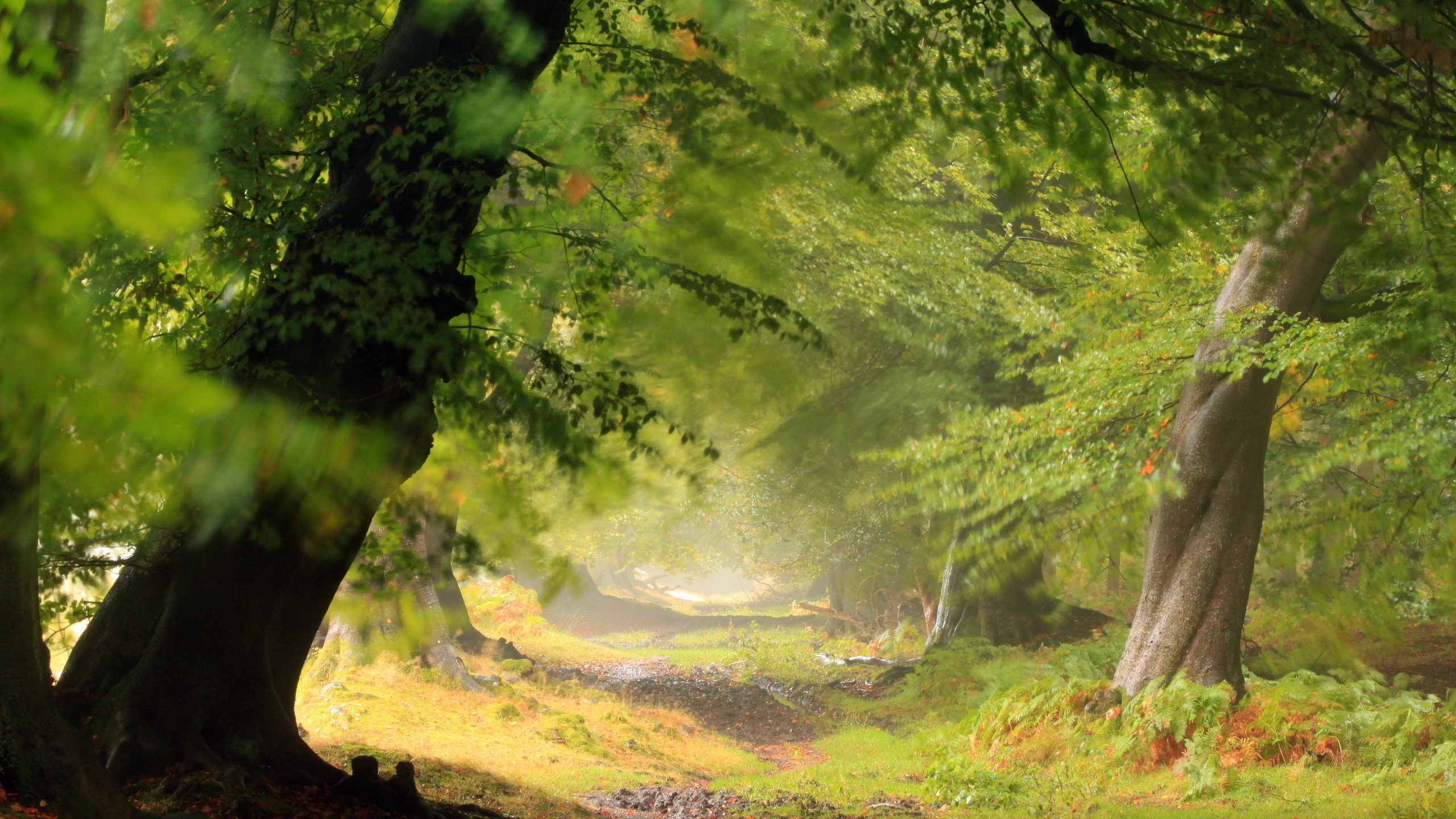 森林, 性质, 绿色的, 林地, 植被 壁纸 2560x1440 允许