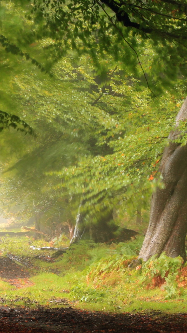 Green Trees and Grass Field. Wallpaper in 720x1280 Resolution