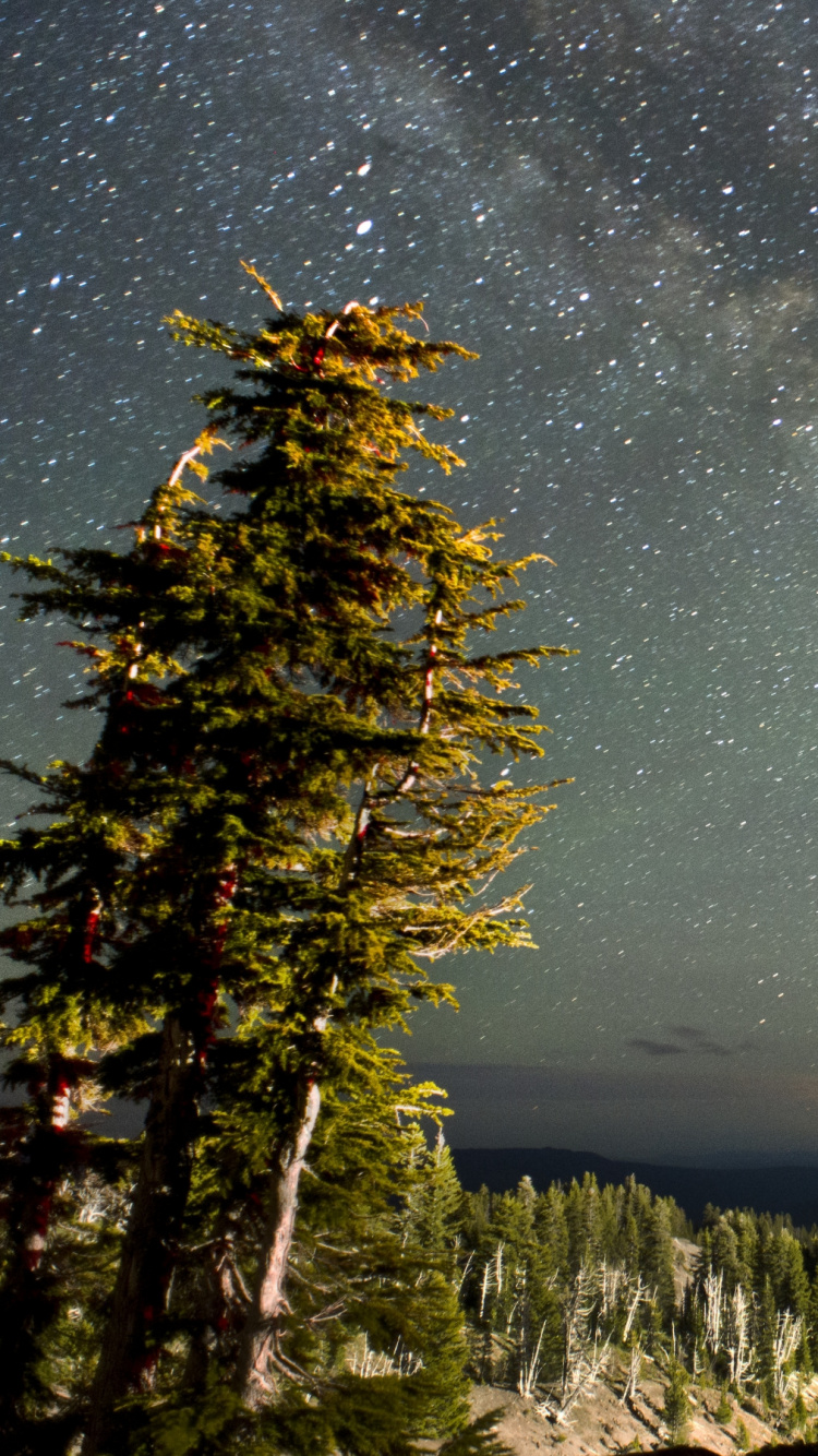 Pino Verde Bajo la Noche Estrellada. Wallpaper in 750x1334 Resolution