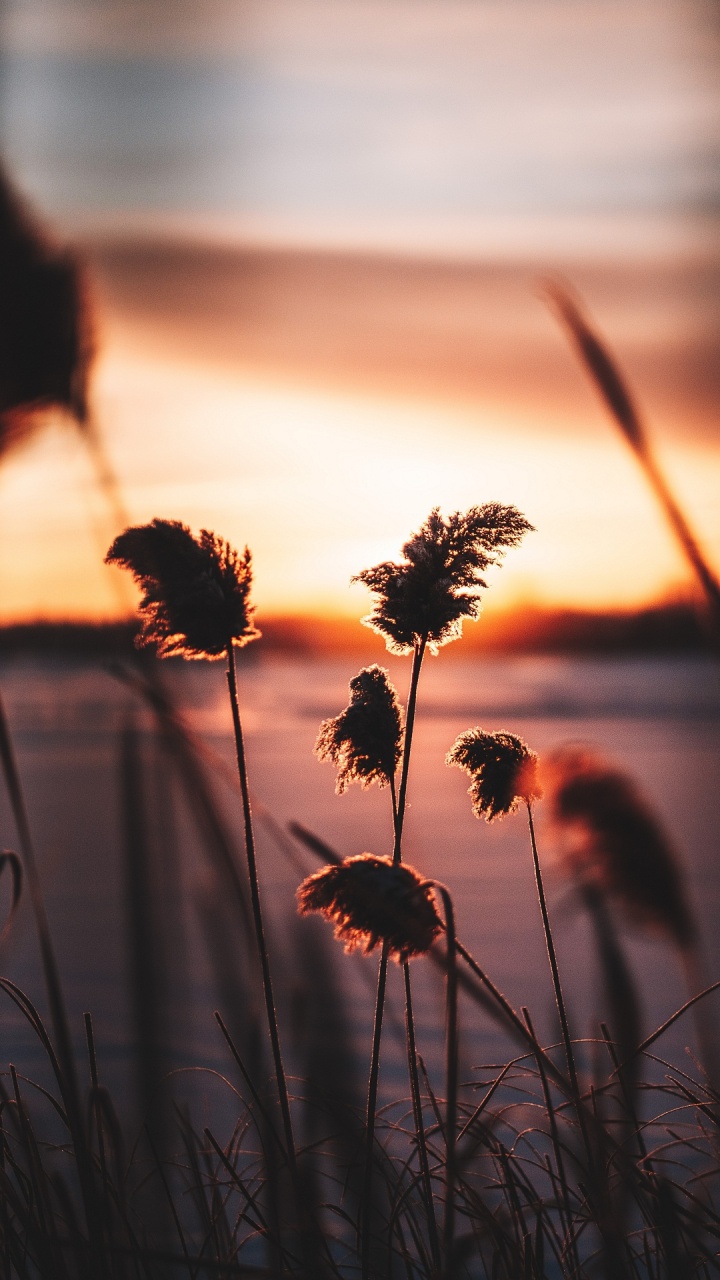 很好的, 晚上, 气氛, 性质, 自然景观 壁纸 720x1280 允许