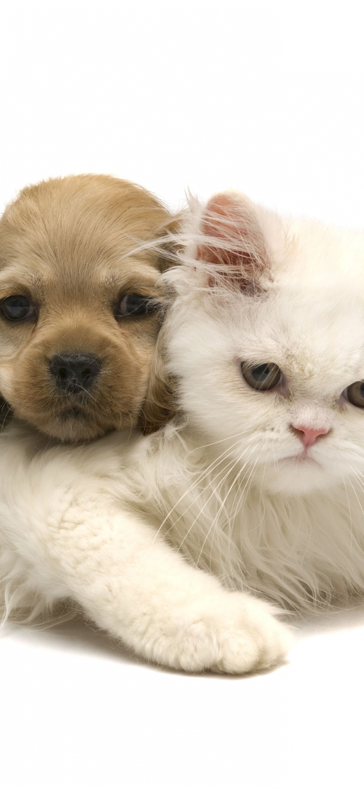 White and Brown Short Coated Puppy. Wallpaper in 1242x2688 Resolution