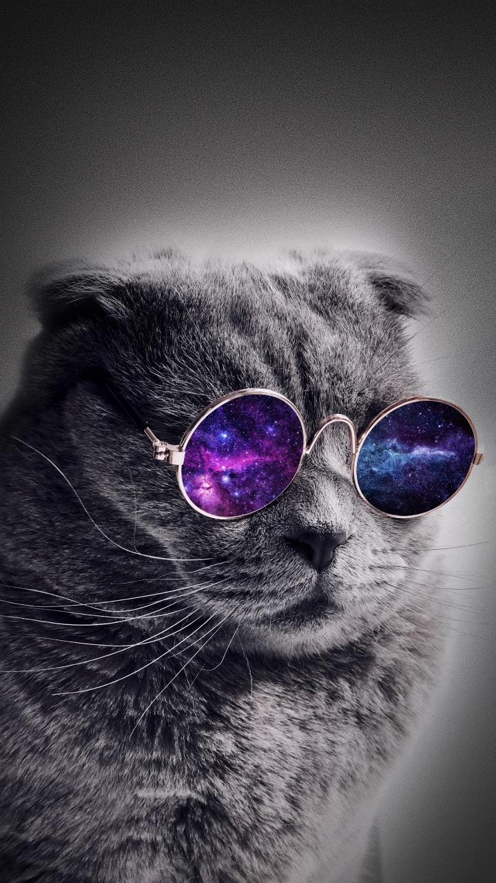 Chat de L'univers, Chat, Chien, Chaton, Nez. Wallpaper in 720x1280 Resolution