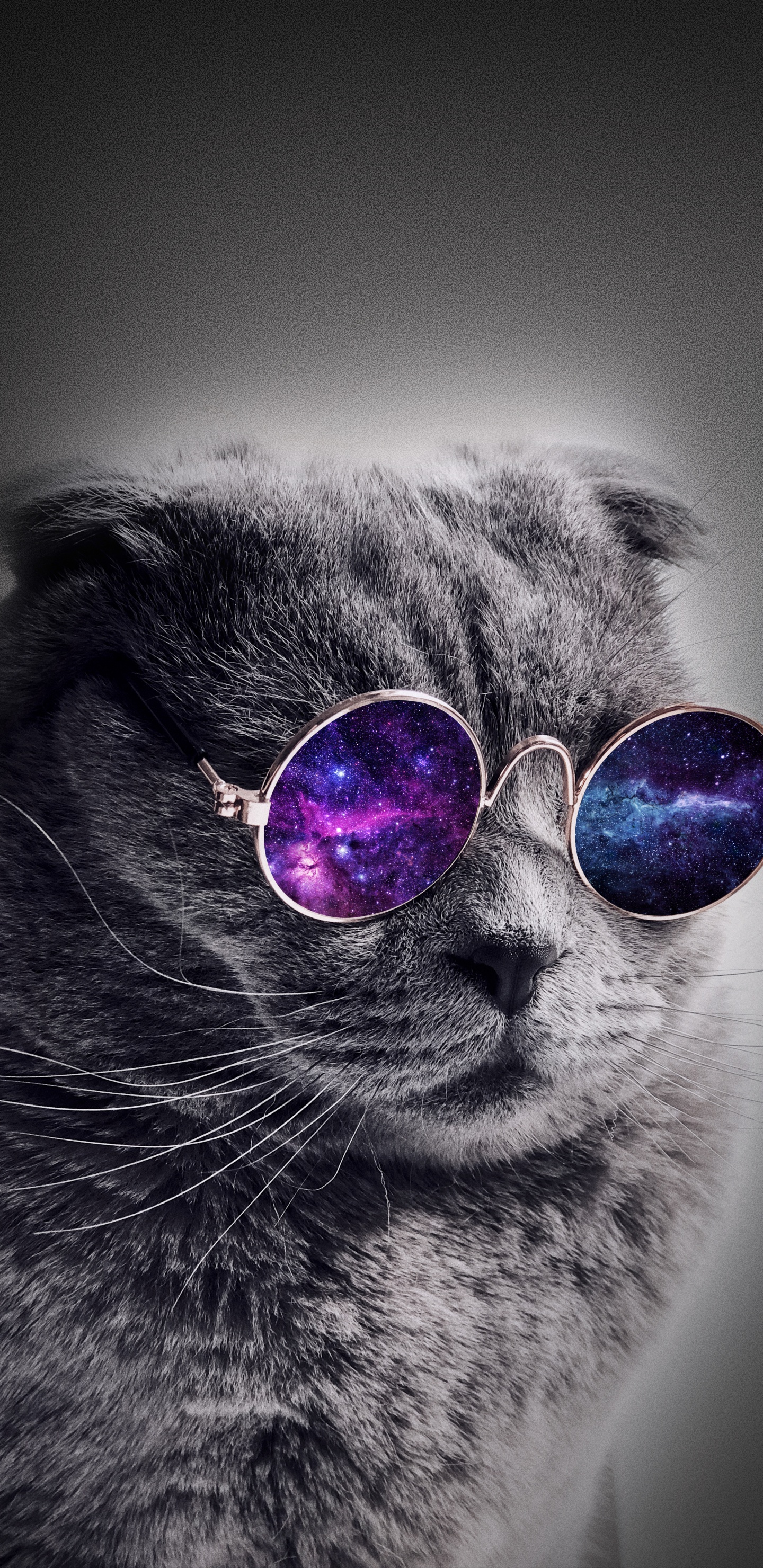 Gato Del Universo, Gato, Perro, Gatito, Gafas. Wallpaper in 1440x2960 Resolution