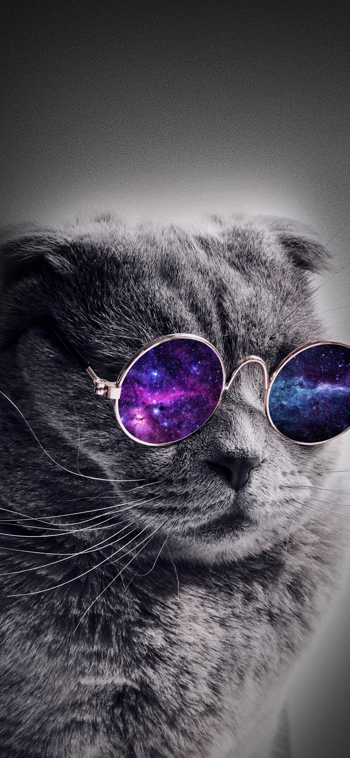 Universum Katze, Katze, Hund, Kätzchen, Brille. Wallpaper in 1125x2436 Resolution