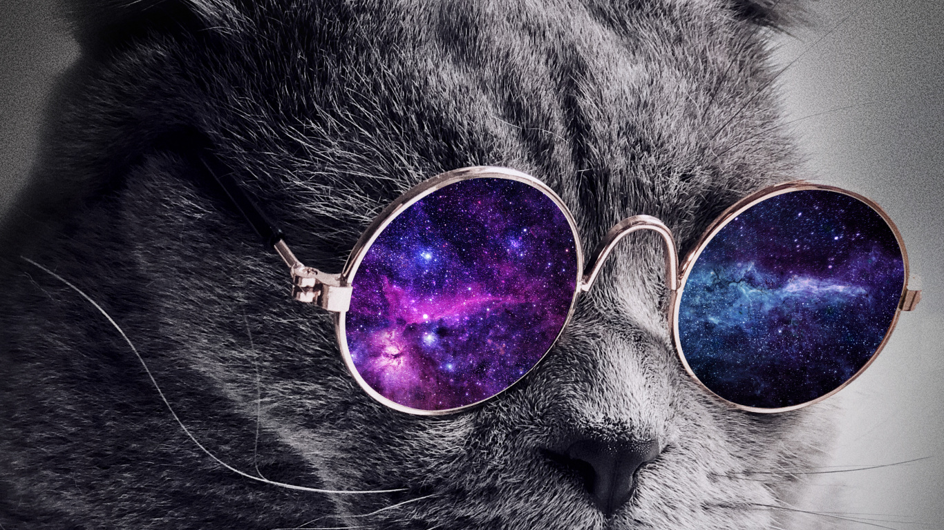 Universum Katze, Katze, Hund, Kätzchen, Brille. Wallpaper in 1366x768 Resolution