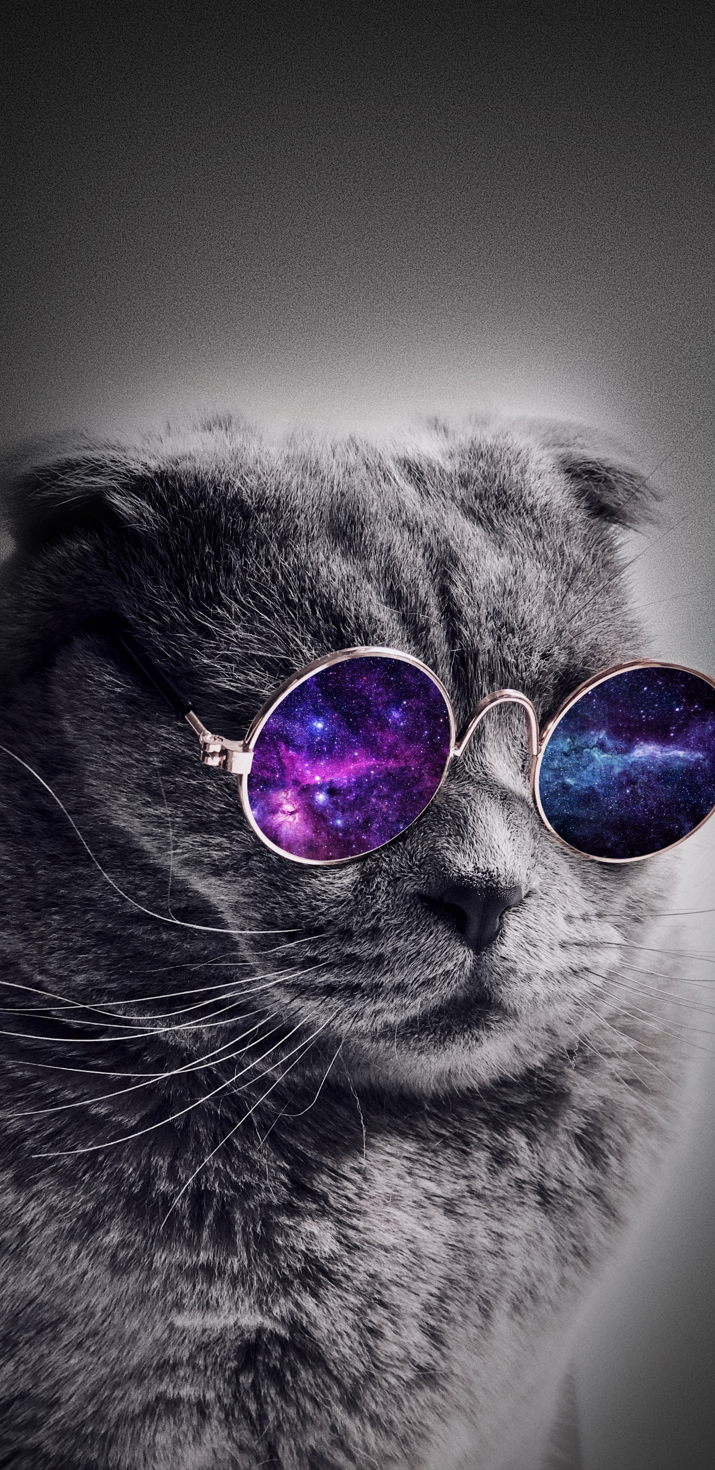 Universum Katze, Katze, Hund, Kätzchen, Brille. Wallpaper in 1440x2960 Resolution