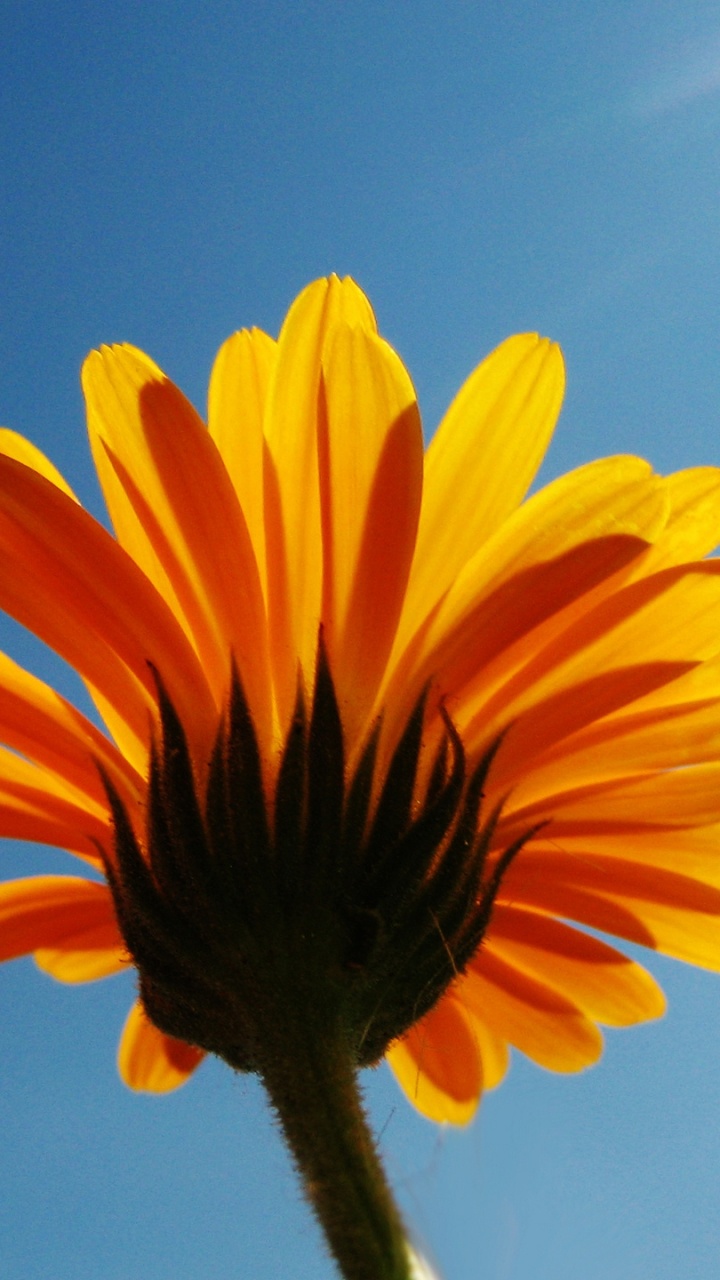 Gelbe Sonnenblume Unter Blauem Himmel Tagsüber. Wallpaper in 720x1280 Resolution