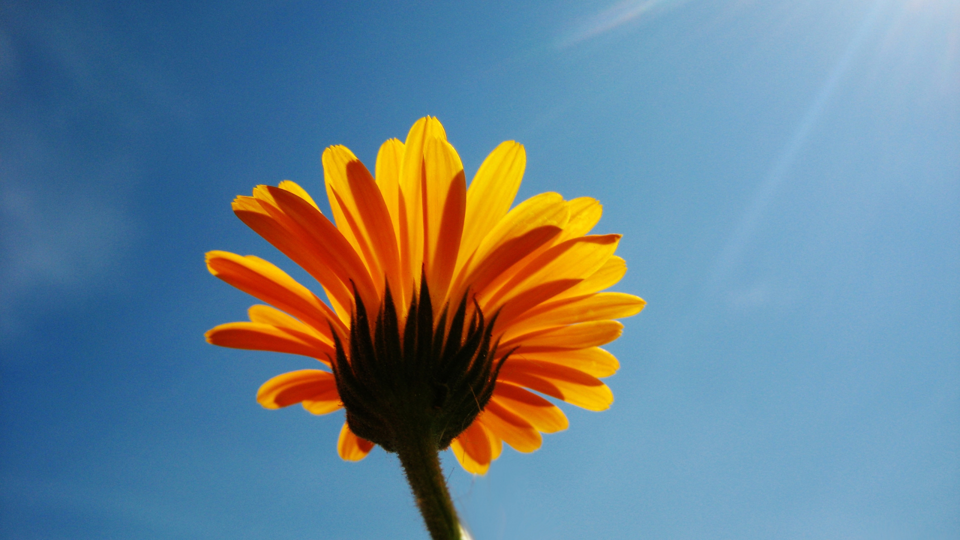 Yellow Sunflower Under Blue Sky During Daytime. Wallpaper in 1920x1080 Resolution