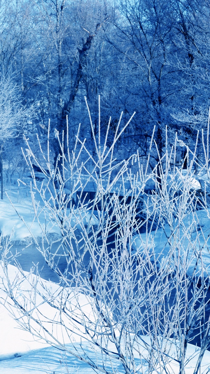 冬天, 冻结, 多媒体投影仪, 性质, 英寸 壁纸 720x1280 允许