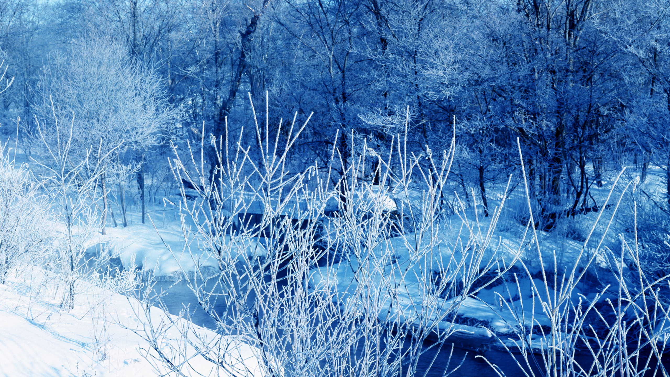 Brown Leafless Trees Near Lake. Wallpaper in 2560x1440 Resolution