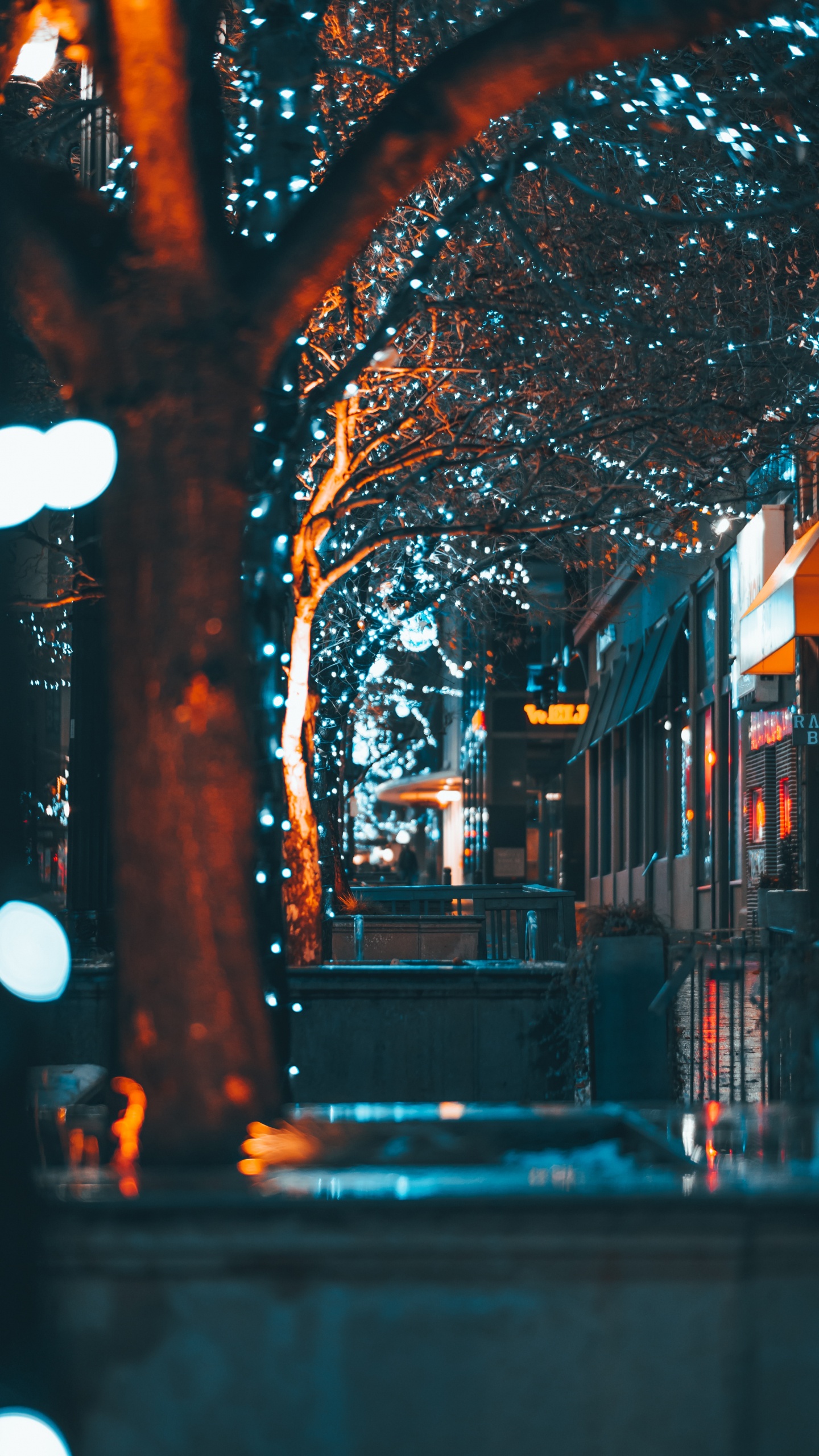 Brown Tree With String Lights During Night Time. Wallpaper in 1440x2560 Resolution