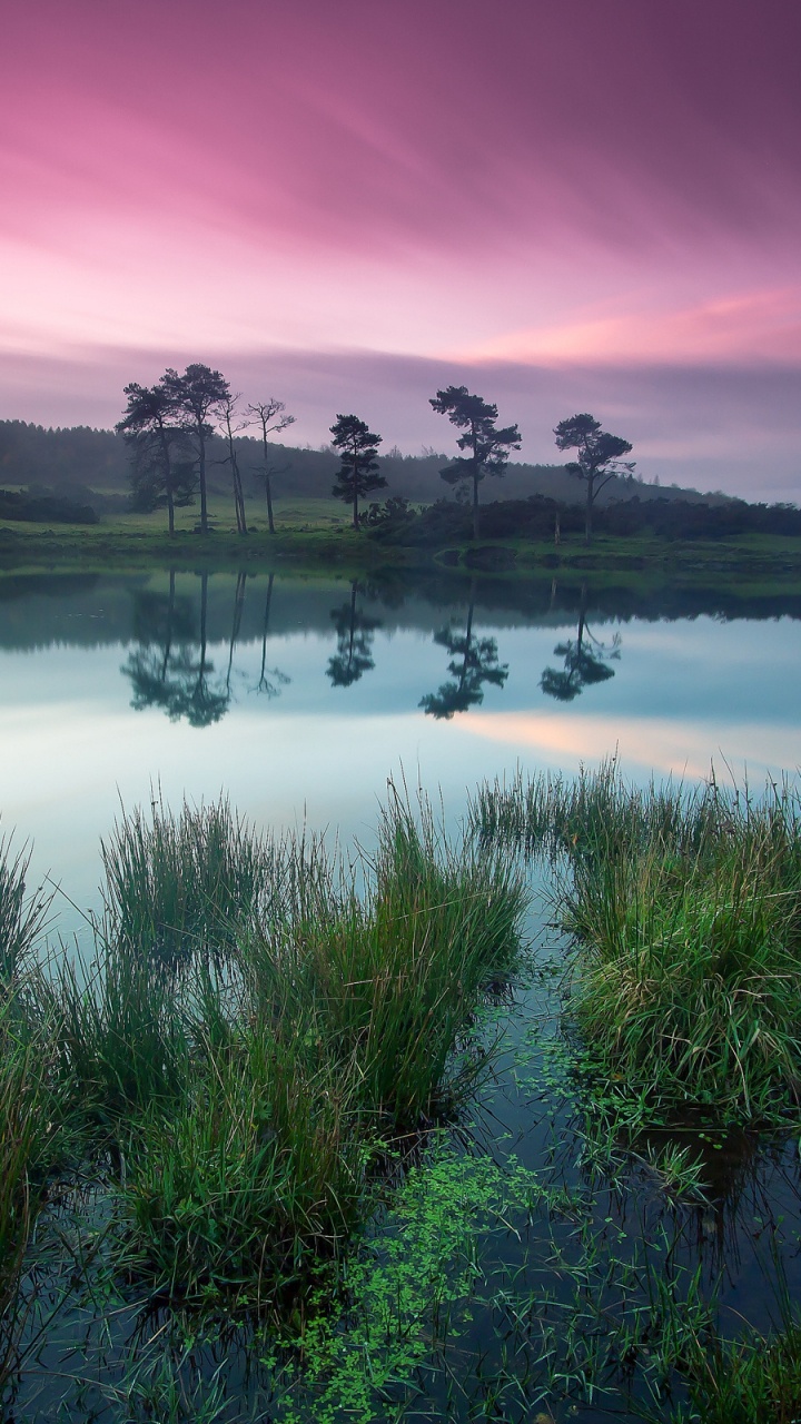 Green Grass on Lake During Daytime. Wallpaper in 720x1280 Resolution