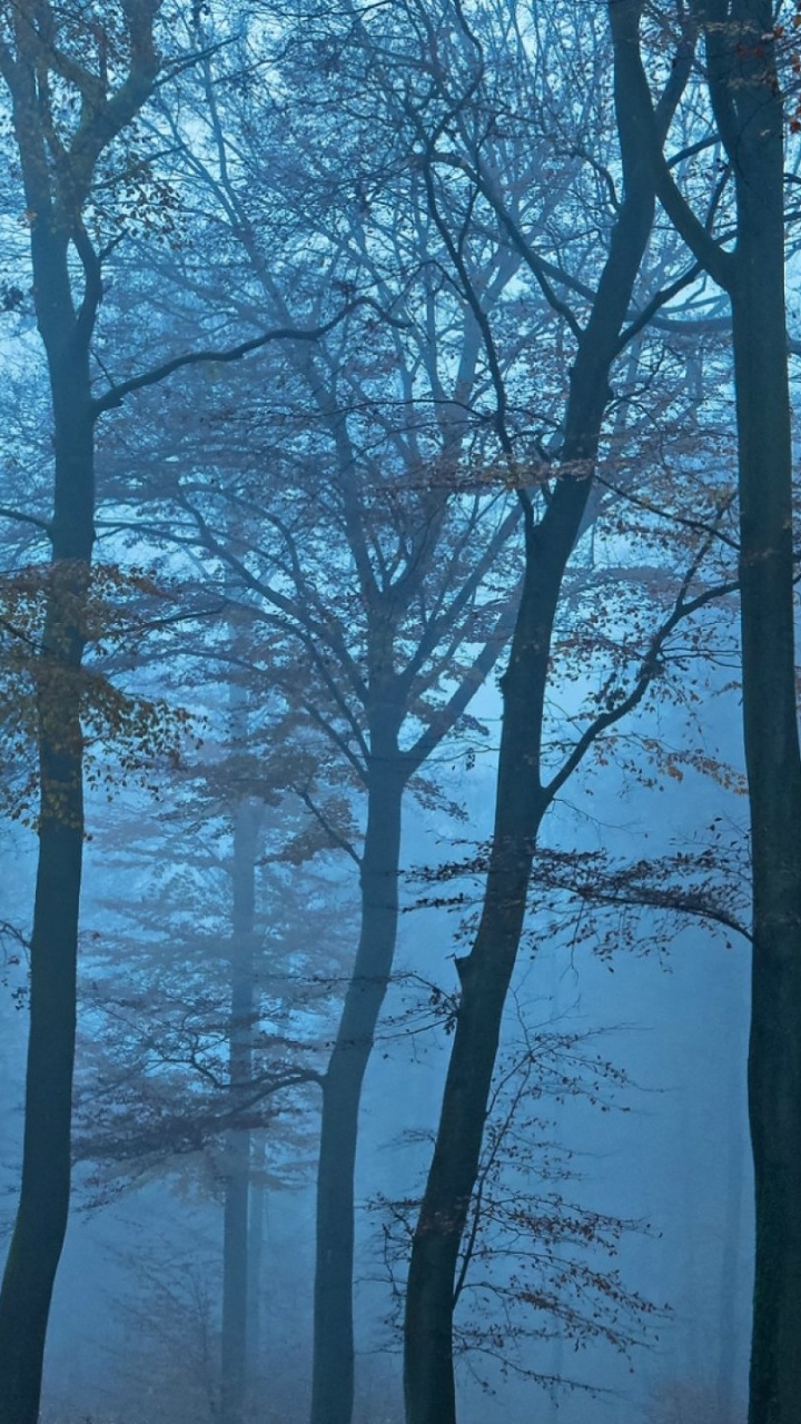 Leafless Trees on Snow Covered Ground. Wallpaper in 720x1280 Resolution
