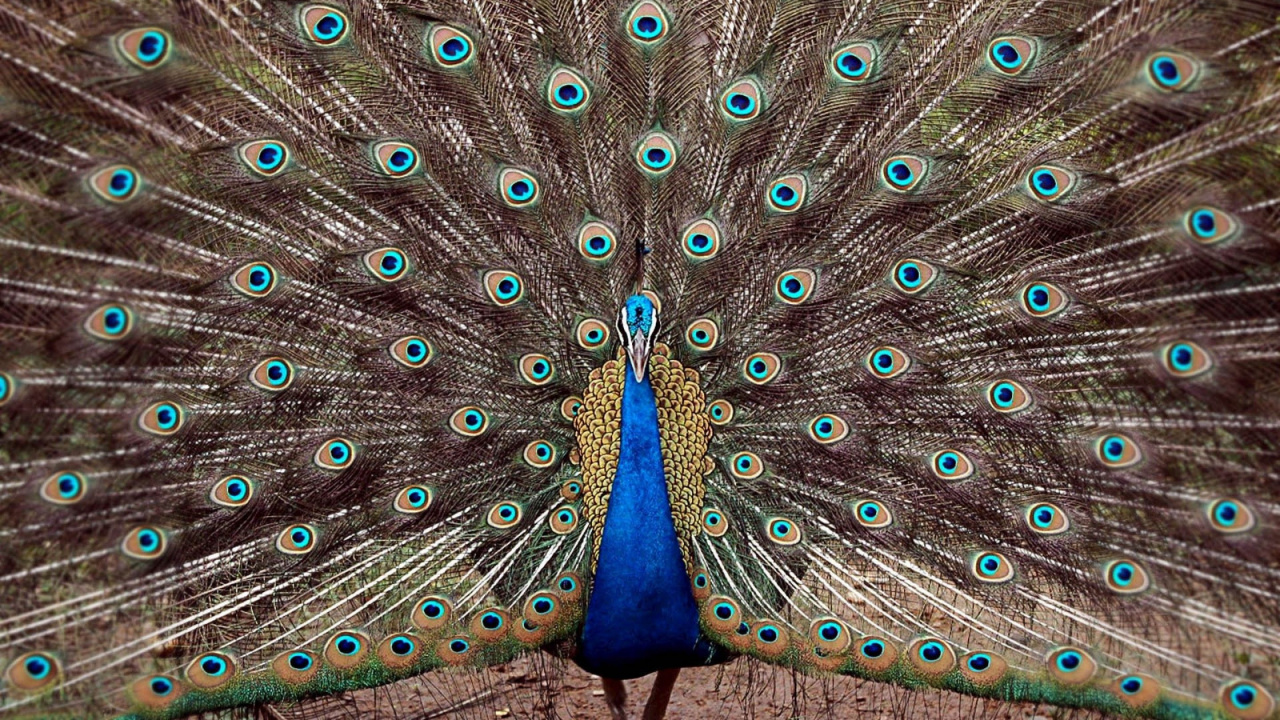 Pluma de Pavo Real Azul y Verde. Wallpaper in 1280x720 Resolution