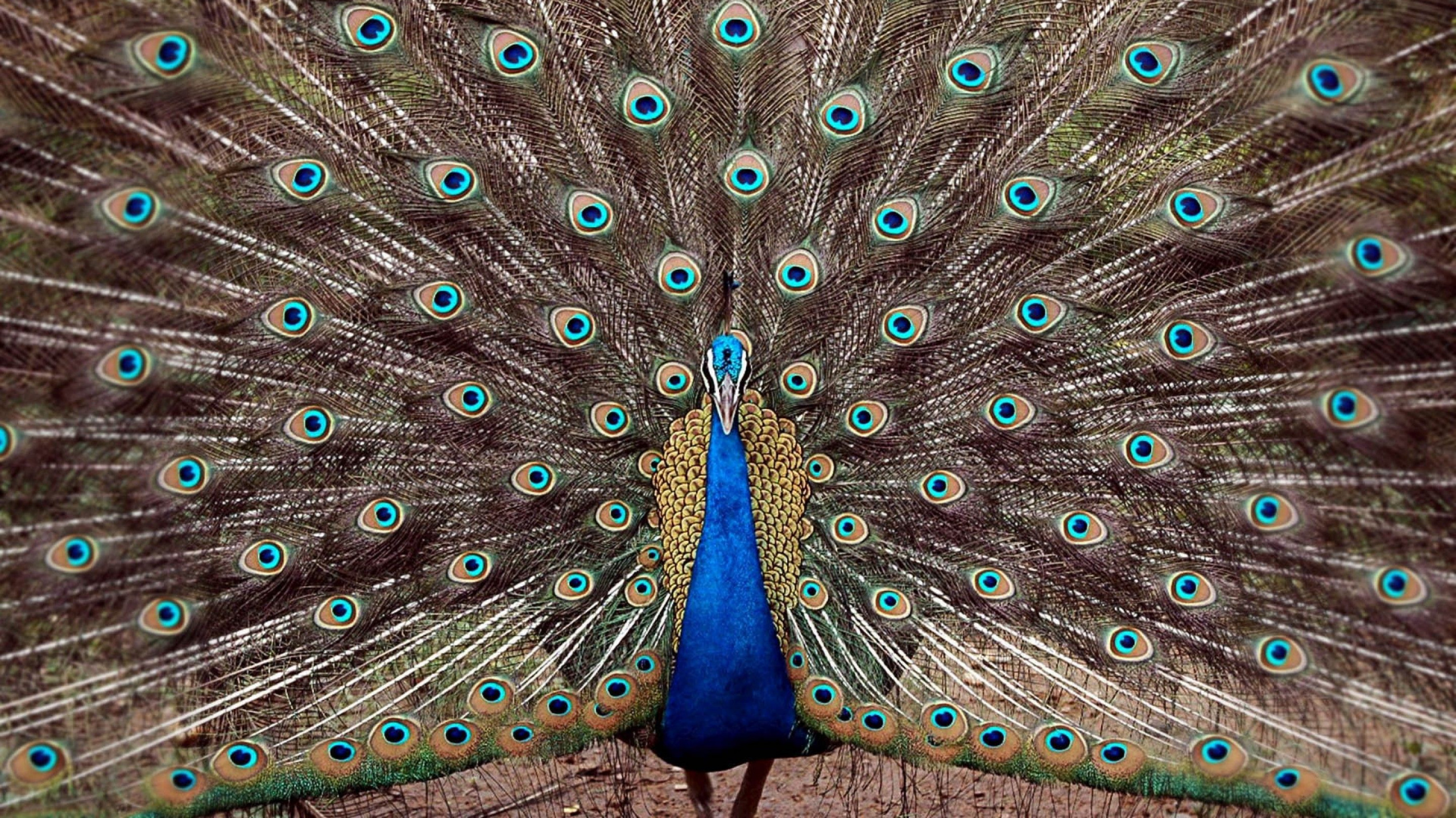 Pluma de Pavo Real Azul y Verde. Wallpaper in 2560x1440 Resolution