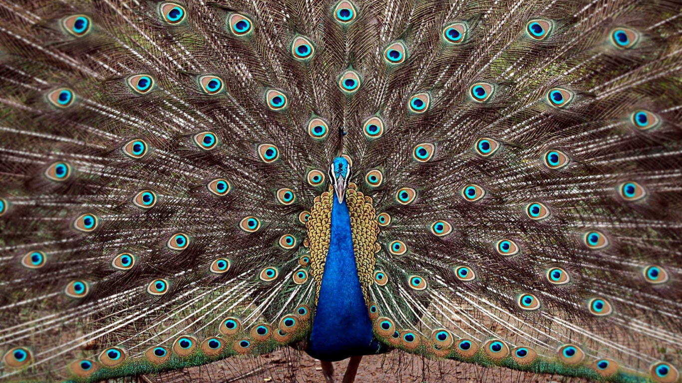 Plume de Paon Bleu et Vert. Wallpaper in 1366x768 Resolution