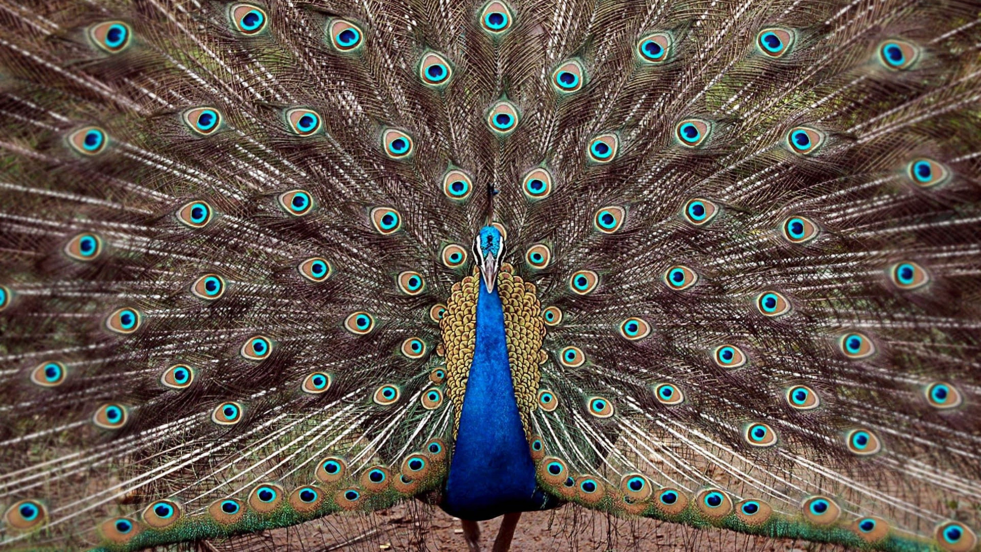 Plume de Paon Bleu et Vert. Wallpaper in 1920x1080 Resolution