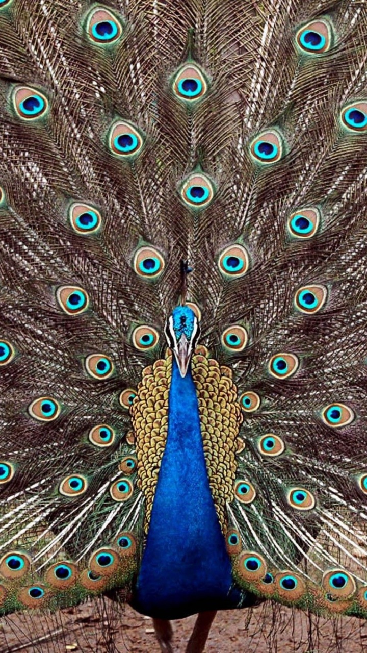 Plume de Paon Bleu et Vert. Wallpaper in 720x1280 Resolution