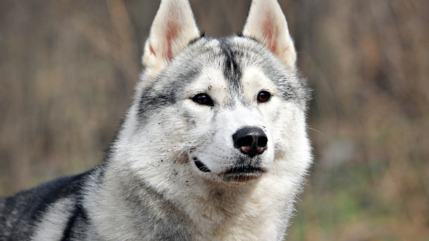 White and Black Siberian Husky. Wallpaper in 1366x768 Resolution