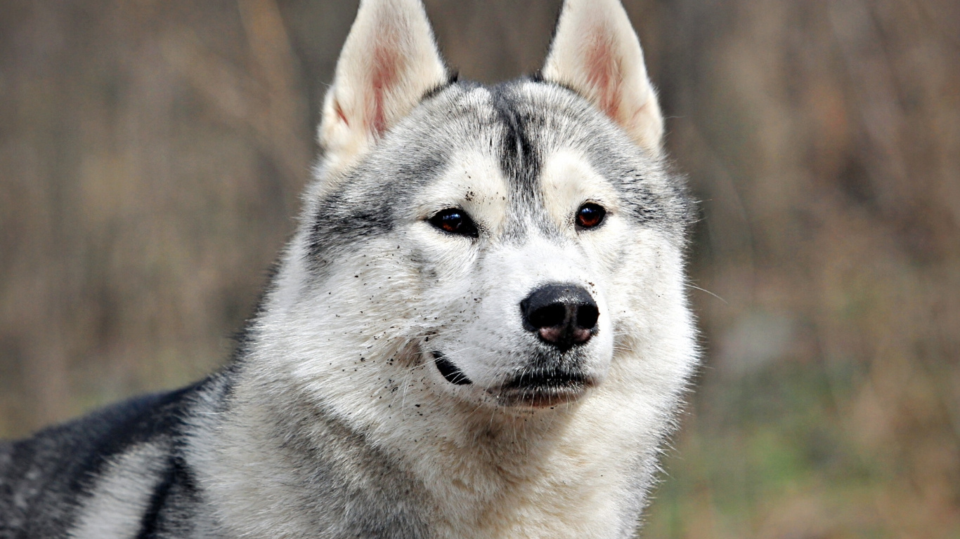阿拉斯加雪橇犬, 小狗, 品种的狗, 萨哈林赫斯基, Saarloos那只狼狗 壁纸 1366x768 允许