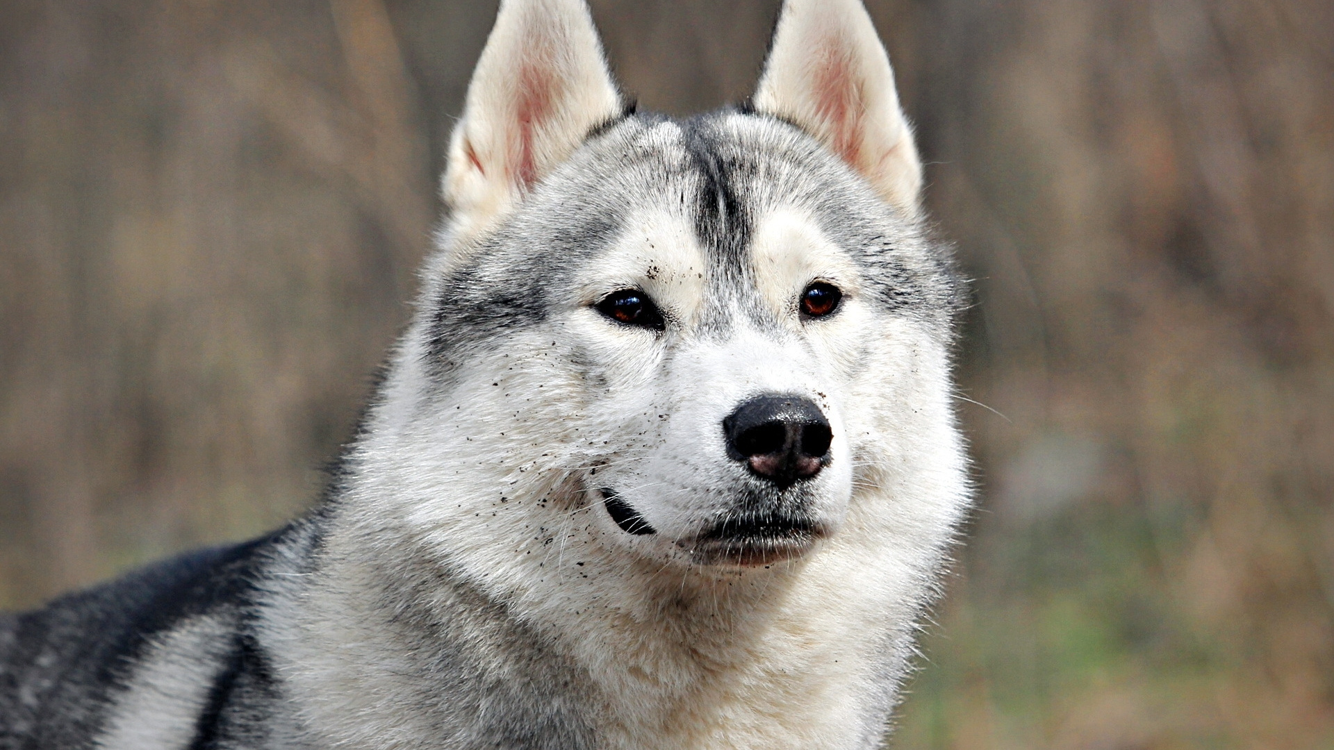 阿拉斯加雪橇犬, 小狗, 品种的狗, 萨哈林赫斯基, Saarloos那只狼狗 壁纸 1920x1080 允许