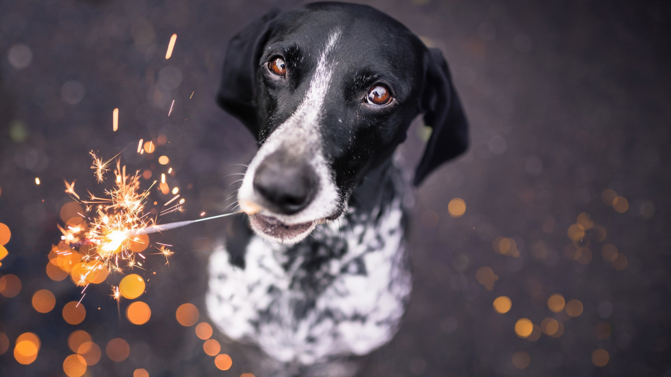 Perro, Raza de Perro, Perro Como el de Los Mamíferos, Cría, Caza. Wallpaper in 1366x768 Resolution