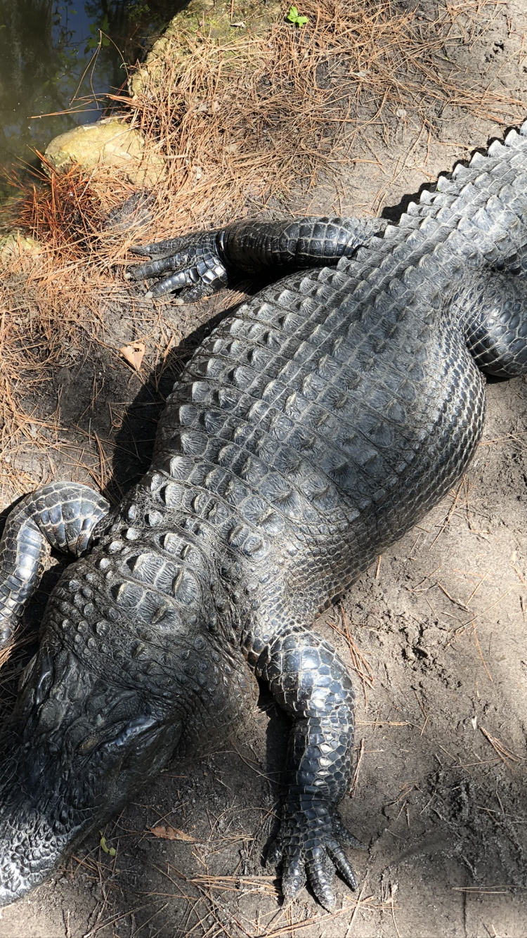 Alligator Américain, Crocodile du Nil, Crocodile, Pour Les Animaux Terrestres, Alligator. Wallpaper in 750x1334 Resolution