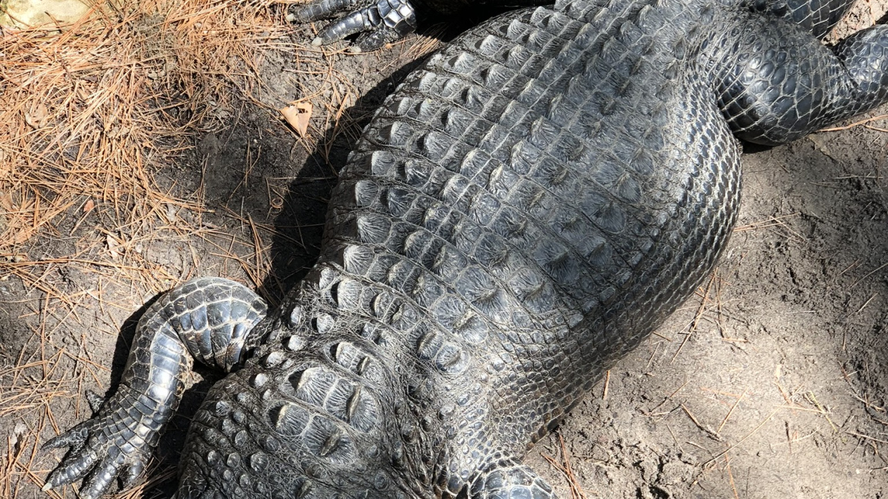 Amerikanischer Alligator, NiL Krokodil, Crocodile, Terrestrische Tier, Krokodil. Wallpaper in 1280x720 Resolution