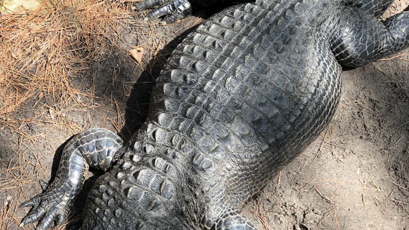 Amerikanischer Alligator, NiL Krokodil, Crocodile, Terrestrische Tier, Krokodil. Wallpaper in 1366x768 Resolution