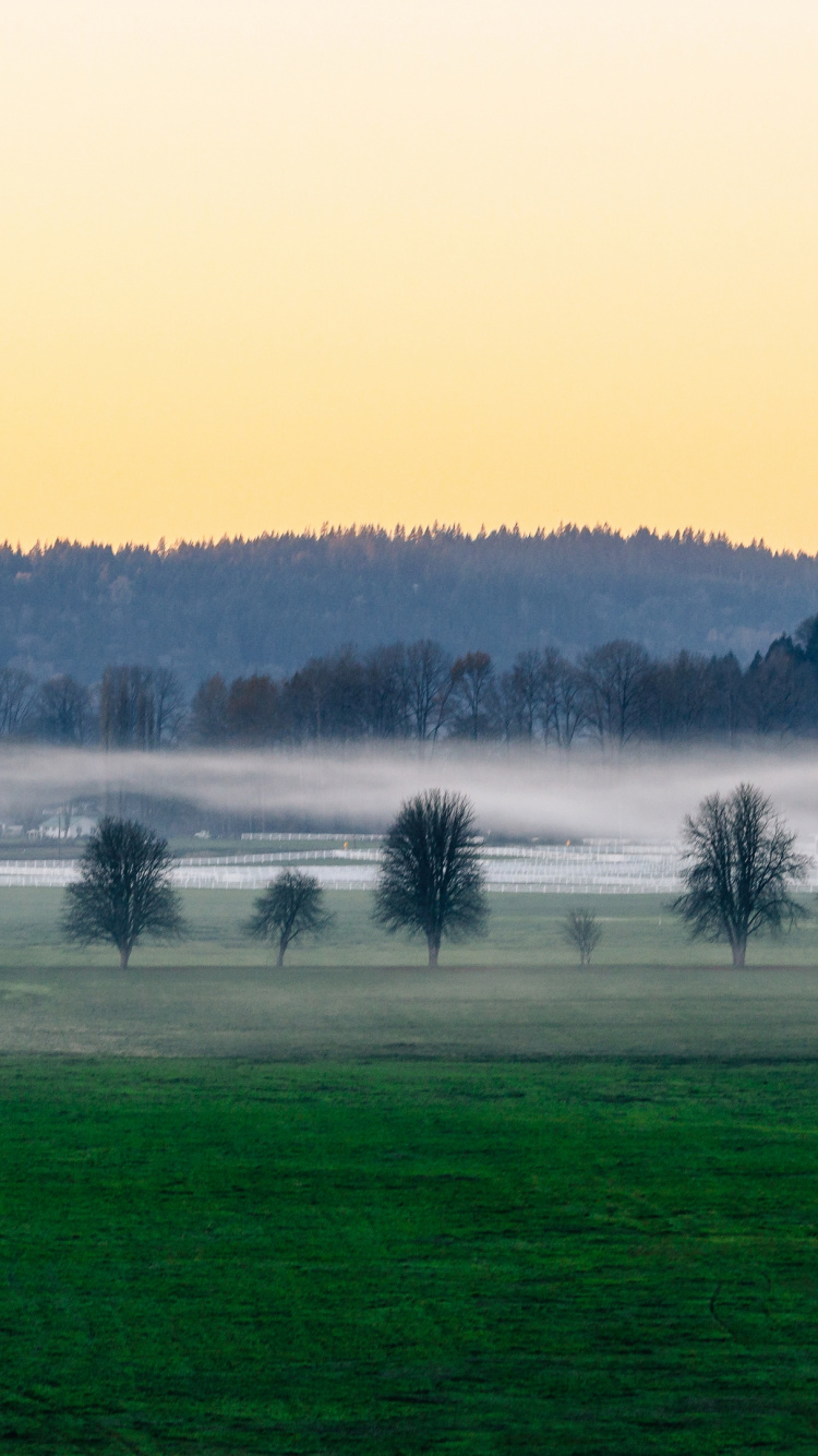 Natur, Baum, Wasser, Atmosphäre, Nebel. Wallpaper in 750x1334 Resolution