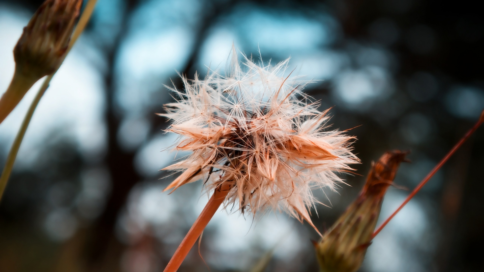 White Dandelion in Close up Photography. Wallpaper in 1920x1080 Resolution