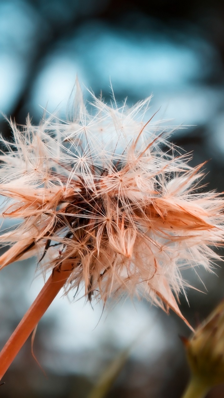 White Dandelion in Close up Photography. Wallpaper in 720x1280 Resolution