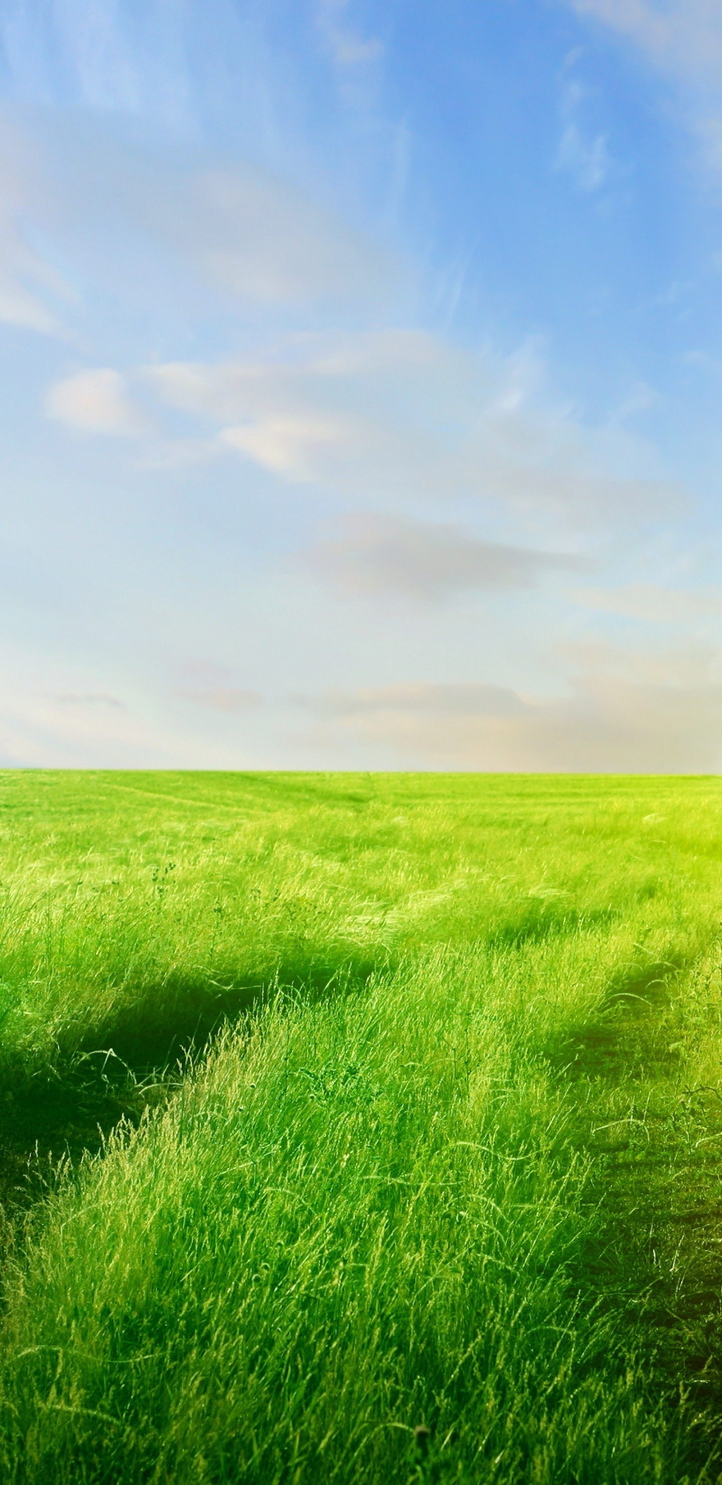 Green Grass Field Under Blue Sky During Daytime. Wallpaper in 1440x2960 Resolution