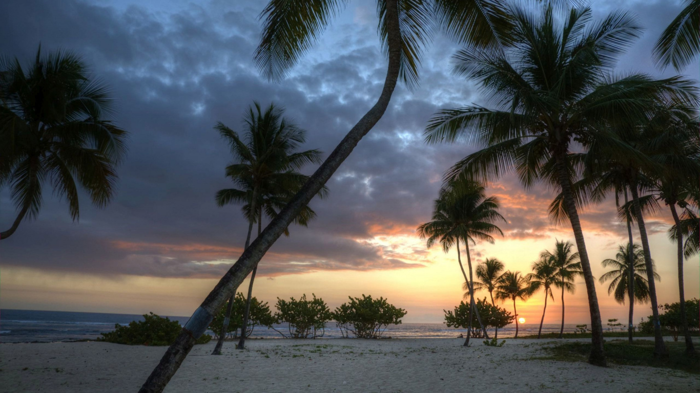 Palmera Cerca Del Cuerpo de Agua Durante la Puesta de Sol. Wallpaper in 1366x768 Resolution