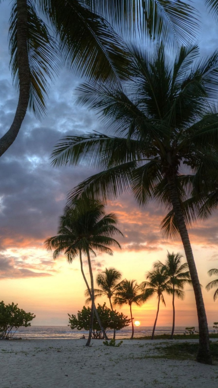 Palmera Cerca Del Cuerpo de Agua Durante la Puesta de Sol. Wallpaper in 720x1280 Resolution